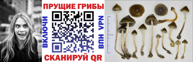 где продают   Тетюши  Галлюциногенные грибы MAGIC MUSHROOMS 